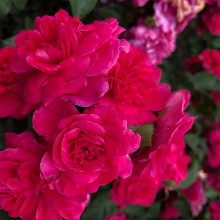 Роза Сангрия - Dolina-Sad.Ru