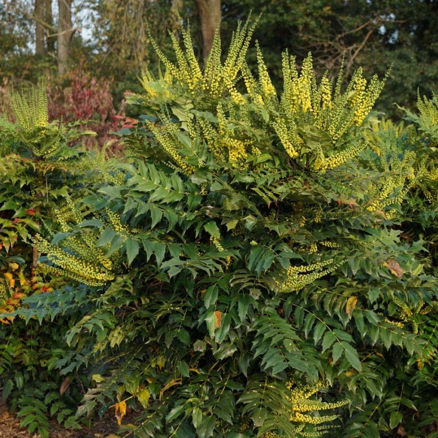 Магония Винтер Сан Магония Винтер Сан - Dolina-Sad.Ru