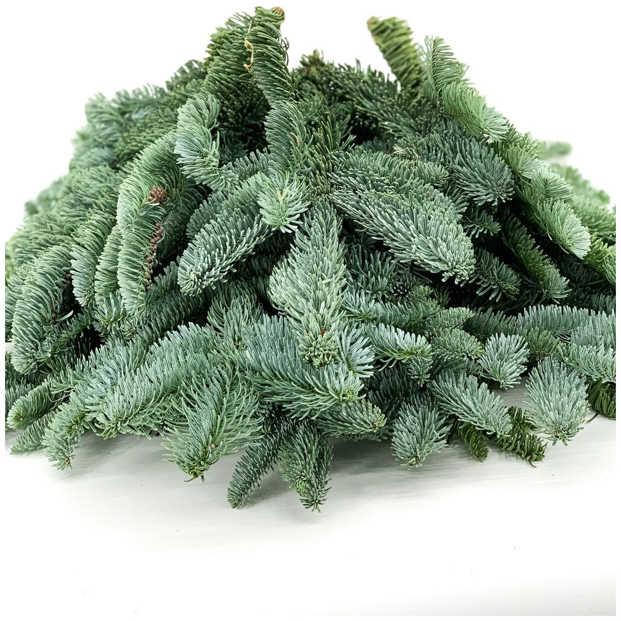 Лапник пихты Нобилиса (1 банч, 5 кг, 10-13 веток 55-70 см) - Dolina-Sad.Ru