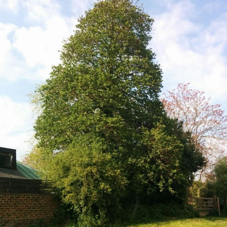 Ольха сердцелистная, С3 Ольха сердцелистная, С3 - Dolina-Sad.Ru