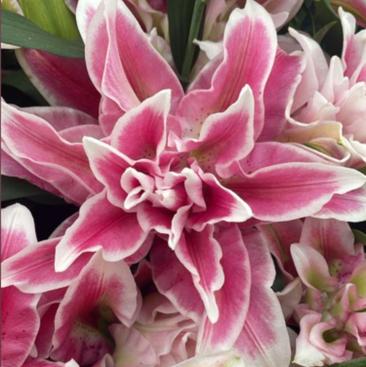 Лилия Роузлили Олимпия - Dolina-Sad.Ru