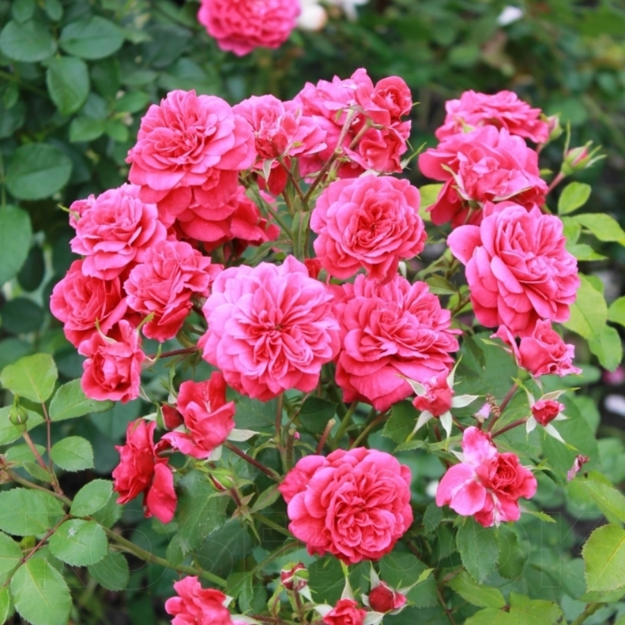 Роза Сангрия - Dolina-Sad.Ru