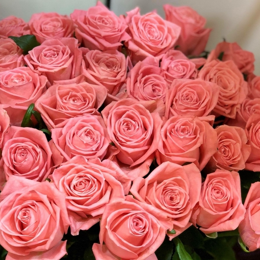 Роза Анна Каренина - Dolina-Sad.Ru