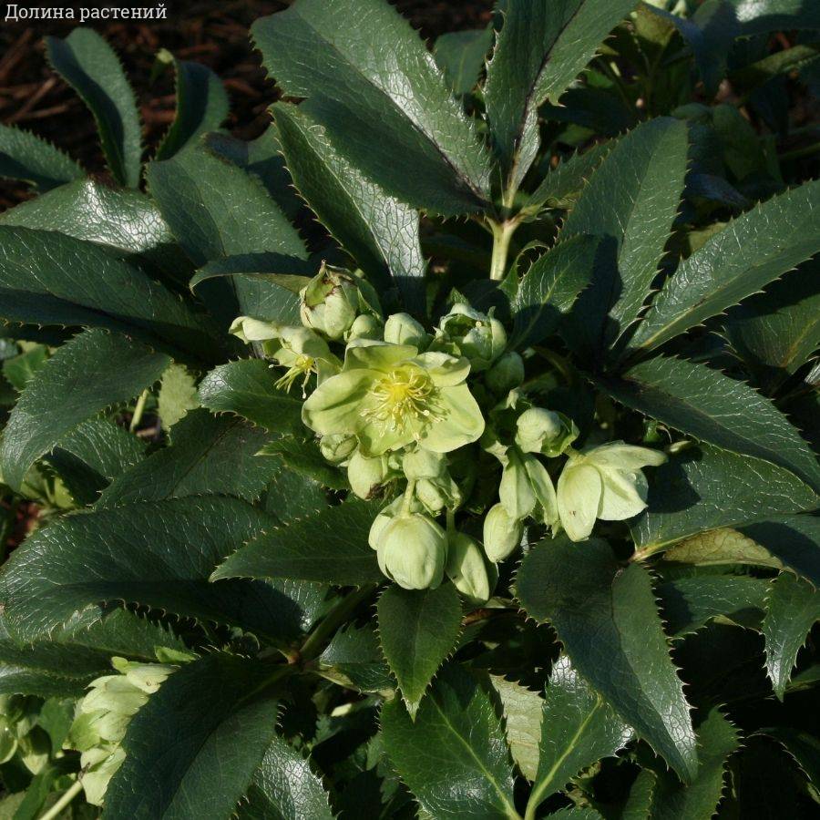 Морозник Грин Дварф Морозник Грин Дварф - Dolina-Sad.Ru