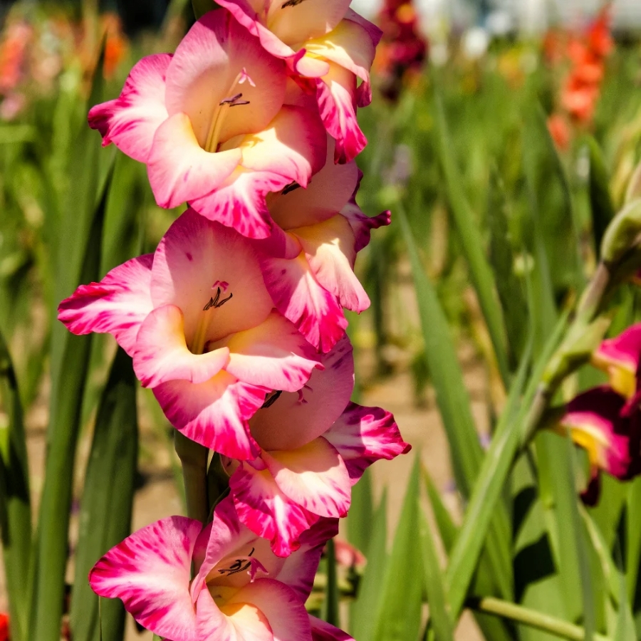 Гладиолус Тедс Трамп - Dolina-Sad.Ru