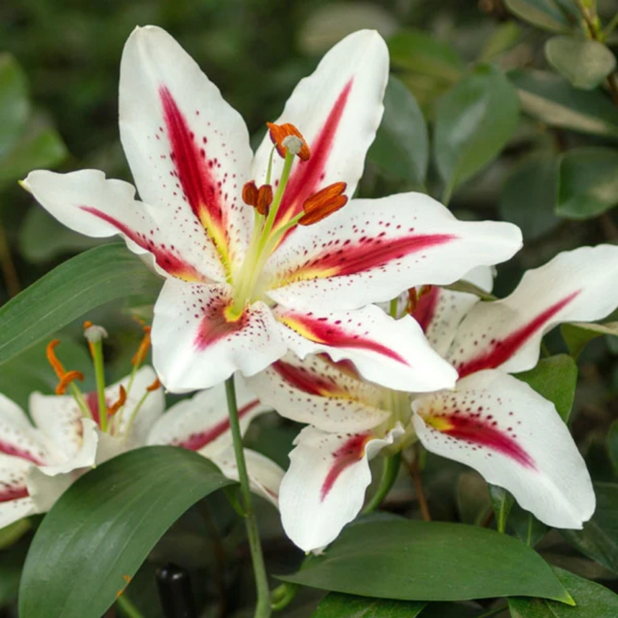 Лилия Биг Смайл - Dolina-Sad.Ru