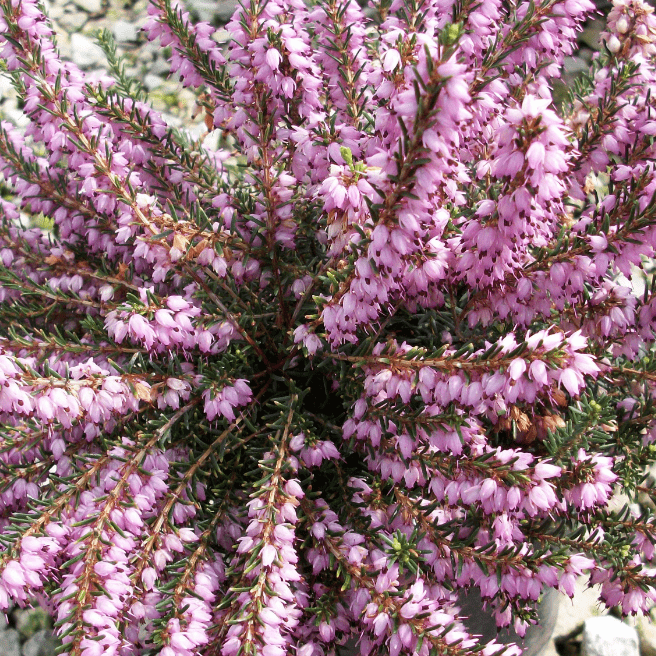 Эрика дарленская Дарлей Дэйл фото