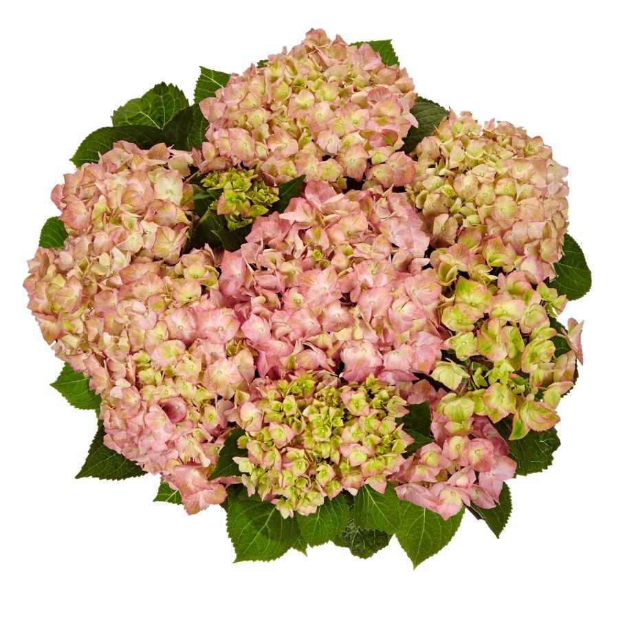 Гортензия крупнолистная Свит Липс, С2 Гортензия крупнолистная Свит Липс, С2 - Dolina-Sad.Ru