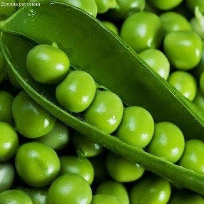 Горох Оскар Агро фото