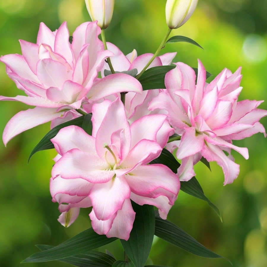 Лилия Роузлили Аннушка - Dolina-Sad.Ru