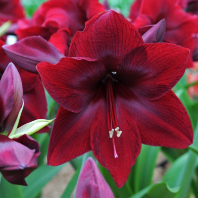 Амариллис Арабиан Найт Амариллис Арабиан Найт фото