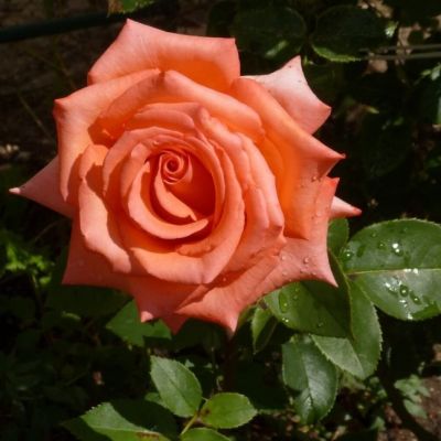 Роза Импульс Эверс Роза Импульс Эверс - Dolina-Sad.Ru