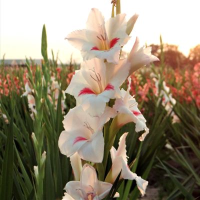 Гладиолус Карин Гладиолус Карин - Dolina-Sad.Ru