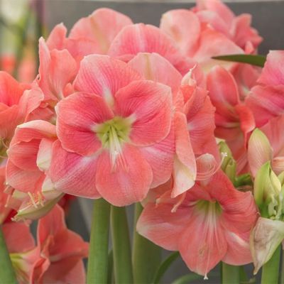 Амариллис Розали Амариллис Розали - Dolina-Sad.Ru