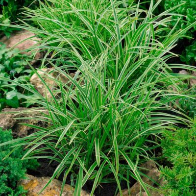 Осока Моррова Айс Денс Осока Моррова Айс Денс - Dolina-Sad.Ru