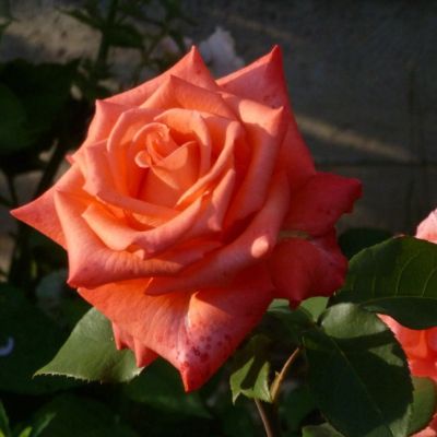 Роза Импульс Эверс Роза Импульс Эверс - Dolina-Sad.Ru