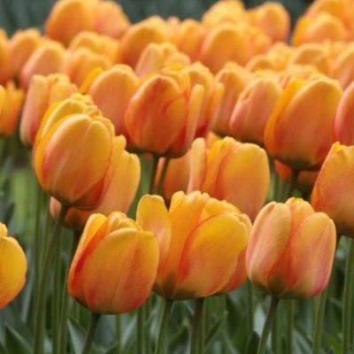 Тюльпан Блашинг Апельдорн Тюльпан Блашинг Апельдорн фото