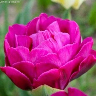 Тюльпан Абигайл Тюльпан Абигайл фото