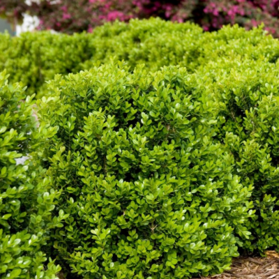 Самшит вечнозеленый Самшит вечнозеленый фото