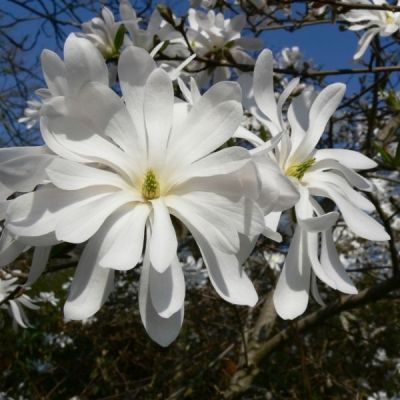 Магнолия звездчатая Ватерлили Магнолия звездчатая Ватерлили - Dolina-Sad.Ru