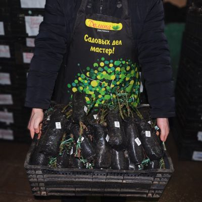 Роза Индиголетта фото