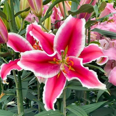 Лилия Гаучо Лилия Гаучо - Dolina-Sad.Ru