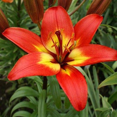 Лилия Линда Лилия Линда фото