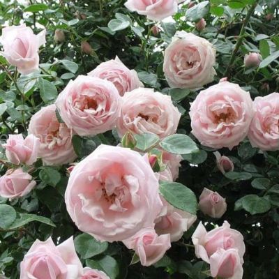 Роза Нью Даун Роза Нью Даун - Dolina-Sad.Ru