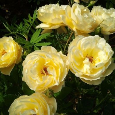 Роза Сонненсширм Роза Сонненсширм - Dolina-Sad.Ru