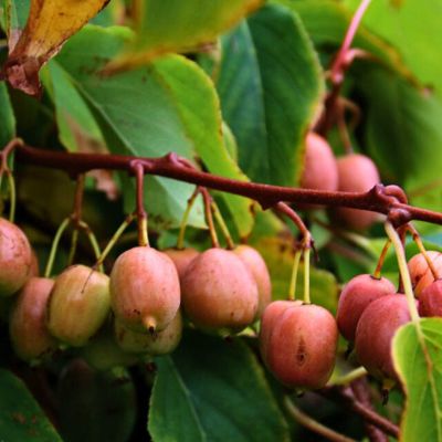 Актинидия Аргута Женева Актинидия Аргута Женева - Dolina-Sad.Ru