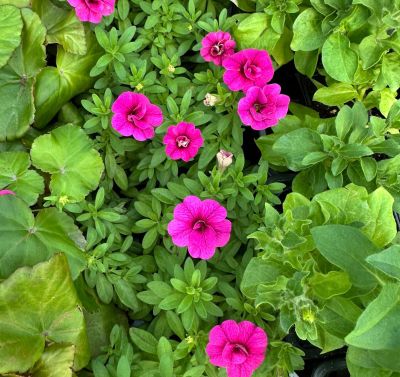 Калибрахоа Алоха Дабл Пурпл - Dolina-Sad.Ru