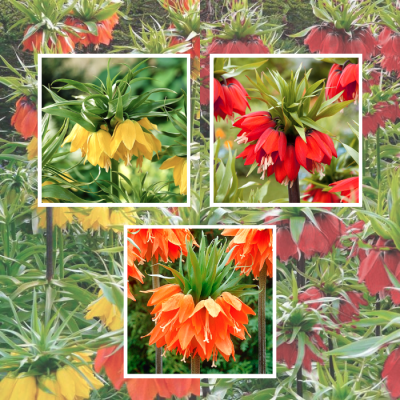 Набор из 3 рябчиков Набор из 3 рябчиков фото