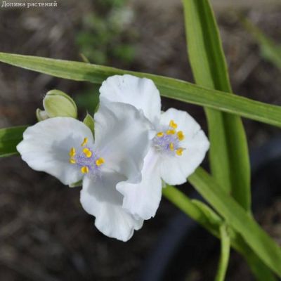 Традесканция андерсона Литл Вайт Долл - Dolina-Sad.Ru