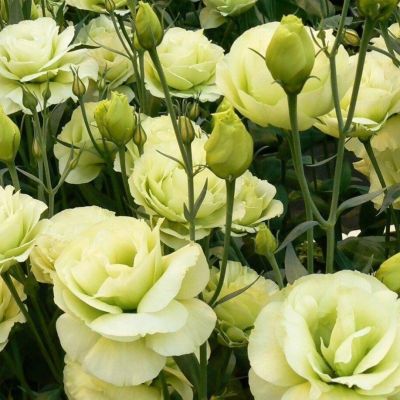 Эустома Пикколо Лайм F1, гранул. пробирка Эустома Пикколо Лайм F1, гранул. пробирка - Dolina-Sad.Ru