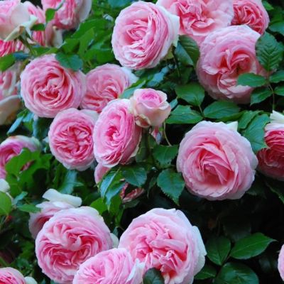 Роза Пьер де Ронсар Роза Пьер де Ронсар - Dolina-Sad.Ru