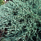 Можжевельник казацкий Блю Спаркл Можжевельник казацкий Блю Спаркл фото