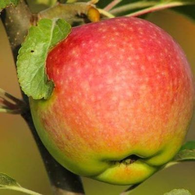 Яблоня Медуница/Летняя Яблоня Медуница/Летняя фото