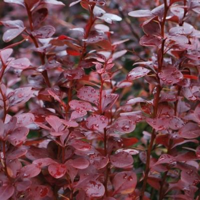 Барбарис Тунберга Ред Пиллар фото