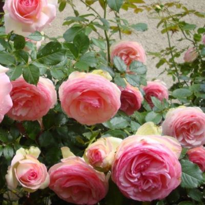 Роза Пьер де Ронсар Роза Пьер де Ронсар - Dolina-Sad.Ru