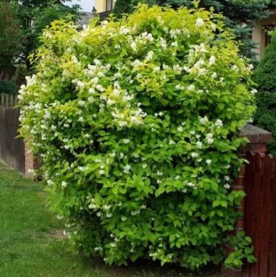 Жасмин венечный Ауреус Жасмин венечный Ауреус фото