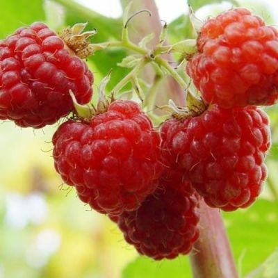 Малина Гусар/Летняя Малина Гусар/Летняя фото