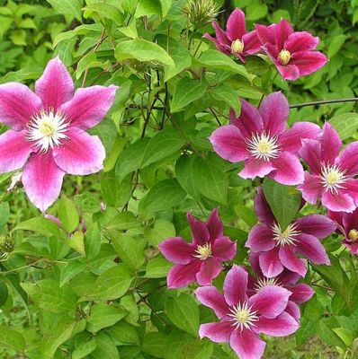 Клематис Ханя Клематис Ханя фото