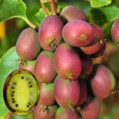 Актинидия Аргута Женева Актинидия Аргута Женева - Dolina-Sad.Ru