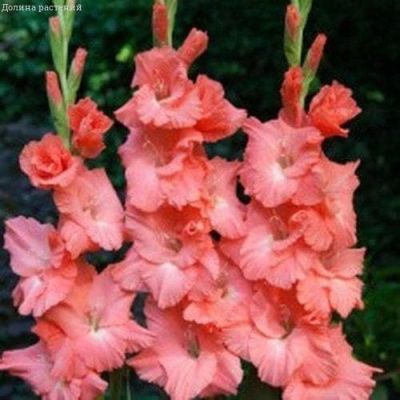 Гладиолус Лолита Гладиолус Лолита фото