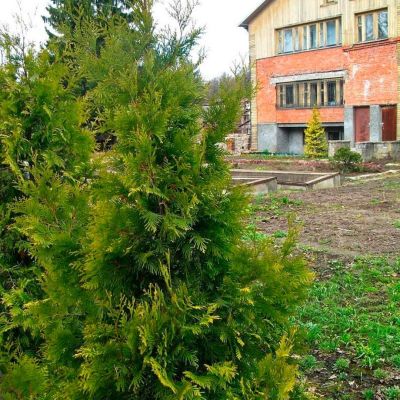 Туя складчатая Шугар Энд Спайс Туя складчатая Шугар Энд Спайс - Dolina-Sad.Ru