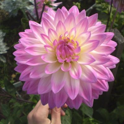 Георгина Мисс Делайла Георгина Мисс Делайла - Dolina-Sad.Ru