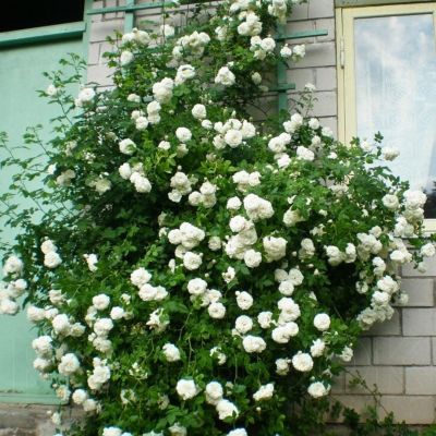 Роза Мадам Плантье - Dolina-Sad.Ru