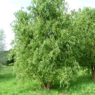 Ива Эритрофлексуоза, С3 Ива Эритрофлексуоза, С3 - Dolina-Sad.Ru