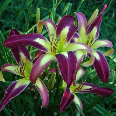 Лилейник Апплика Лилейник Апплика фото