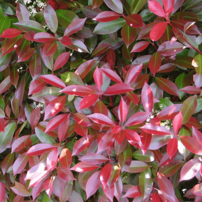 Фотиния Камилви Фотиния Камилви фото